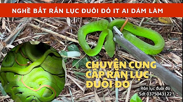 Nghề săn rắn lục đuôi đỏ cực độc hầm làm thuốc chữa bệnh ít ai dám làm