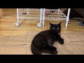 子猫と棚の組み立て