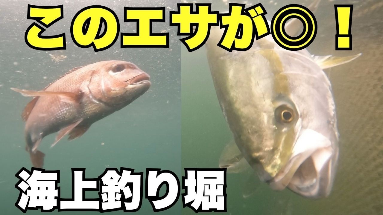 夏の海上釣り堀！食い渋りを破るエサ選び！ - 水谷知恵のフィッシング