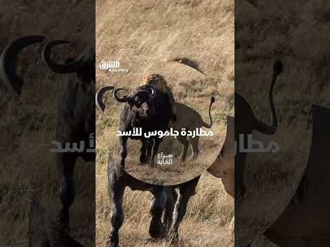 مطاردة أسد لجاموس