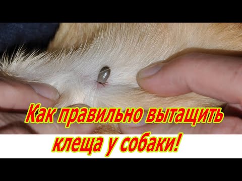 Как правильно вытащить клеща у собаки!