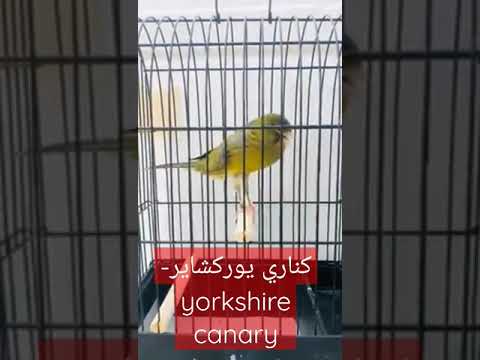كناري يوركشاير  