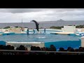 美ら海水族館 イルカショー  オキちゃん劇場 フルバージョン 2012 沖縄 Dolphin Show HD