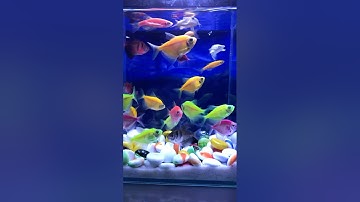 Cá cánh buồm #cávàng #aquarium #bethuysinh #fish #cácảnh #concá