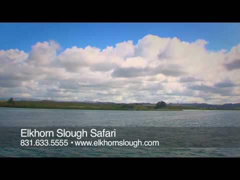 Video: Recorrido por la naturaleza de Elkhorn Slough, Bahía de Monterey