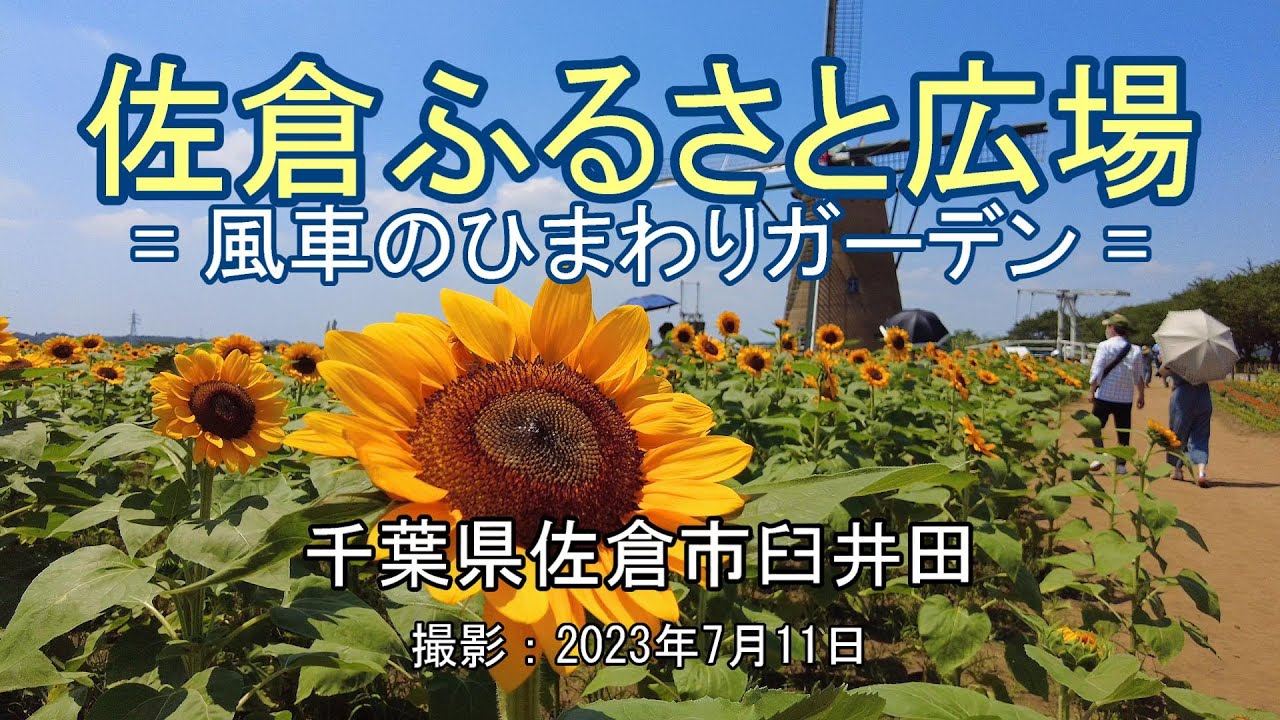 ひまわり Amazon.co.jp: ZXHYWYM ひまわり キャンバス ウォールアート