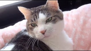 いつも黒目が小さい猫 Always Black Eye Is A Small Cat Youtube いつも黒目が小さい猫 Always Black Eye Is A Small Cat Youtube