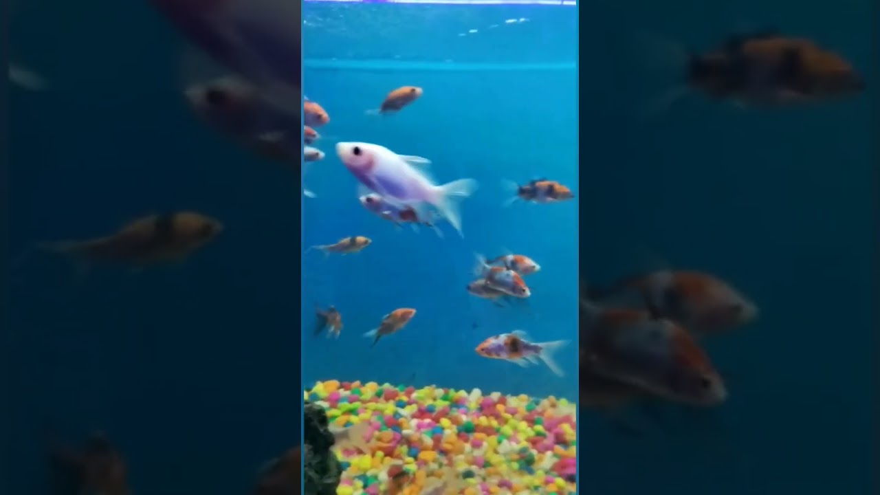 Binny Mill Underwater Fish tunnel exhibition 2023🐠🐟🐬