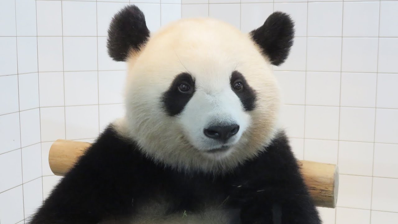 可愛すぎ♥ パンダと感動の対面！！バースデーパンダラブツアーで桜浜