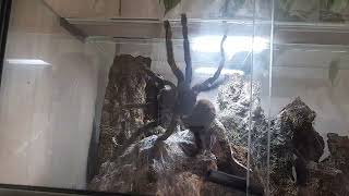 Lasiodora Parahybana acrobat