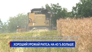 Хороший урожай рапса: на 40 % больше