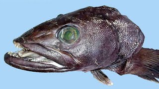 Facts: The Patagonian Toothfish (Chilean Sea Bass)