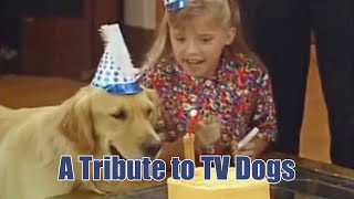 A Tribute to TV Dogs by TastefullyOffensive.com 31,223 views 9 years ago 5 minutes, 44 seconds