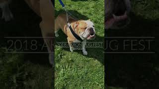 2018 Akron Pug Fest