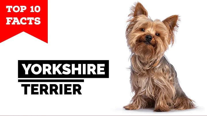 Yorkshire Terrier - Top 10 Facts (Yorkie) - DayDayNews