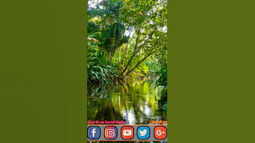 Maajabu Ya Bint Aliyieshi Katika Msitu Wa Amazon 