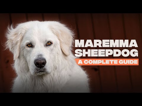 Maremma Sheepdog: The Complete Breed Guide