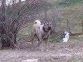 AYI BOĞAN KANGALLAR  / bear catch kangal dogs