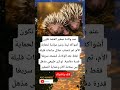 عند ولادة صغير القنفذ تكون أشواكه لينة وغير مؤذية لحماية الأم ثم تتصلب خلال ساعات قليلة 