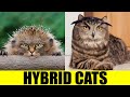 Hybrid cats  animals that dont exist