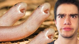 These snakes literally CLONE themselves!!