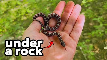 I flipped everything to find SNAKES