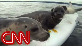 Sea lions try to catch free rides