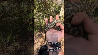 Famous Releasing a South West Carpet Python (Morelia imbricata) Totally harmless. 😎🤘😎 Profile