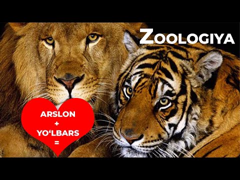 Video: Ligerlar sherlar va yo'lbarslarning duragaylari
