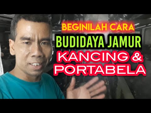 Video: Menanam Jamur Portabella - Cara Menanam Jamur Portabella Di Rumah