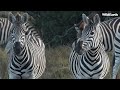 Sassy Zebras