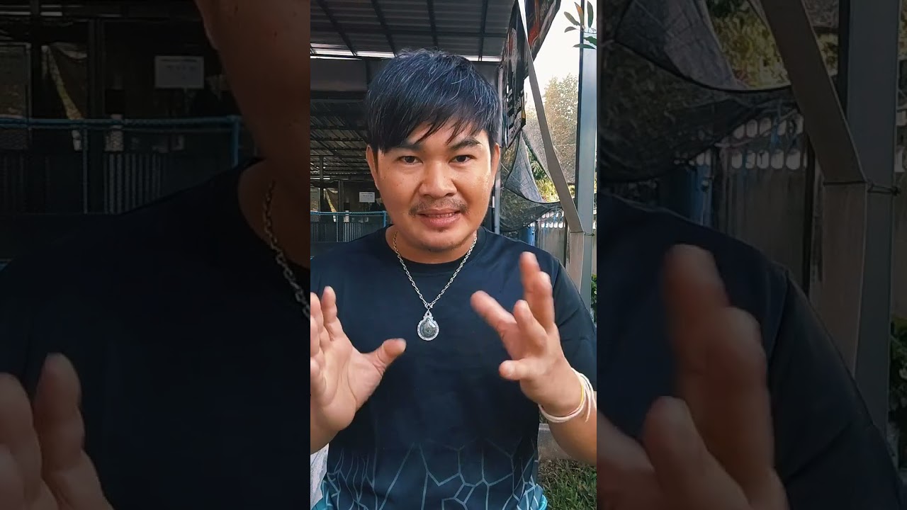 Ep5.มือใหม่นักพัฒาสายพันธุ์พม่า #บิ๊กแคนฟาร์ม