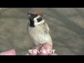 可愛いすずめ達 新入り君 20210325 13a（天満宮）