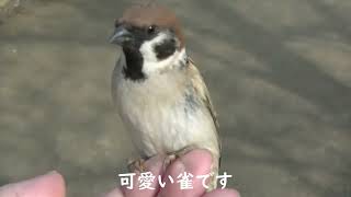 可愛いすずめ達 新入り君 20210325 13a（天満宮）