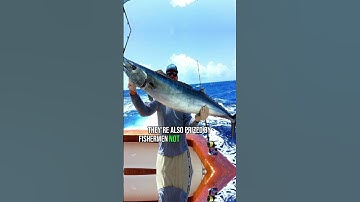 This Fish Is Faster Than a Car 😳🐟💨 -- Wahoo Fish