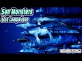 Sea Monsters Size Comparison 3D Animation (Real World Ver) 바다 괴물 크기 비교 (feat. Fish&Shark&Whale&Dino)