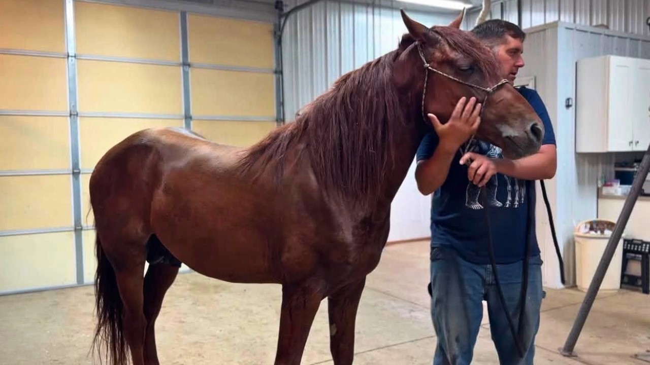 INJURED! Follow Up Vet Appointment For Our Stallion