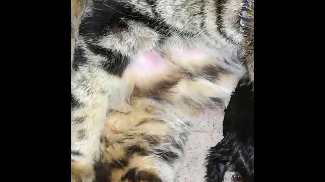 My Cat eating placenta then deliver her second kitten YouTube