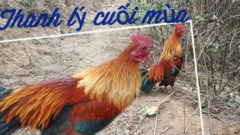 Muag qaib dib heev qua them zoo cuab// bán gà mồi Tơ má vàng cực sung