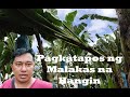 Lakatan, pagkatapos ng Ulan FarmVlog #23