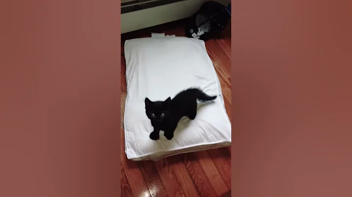 When you have a cat they be a like