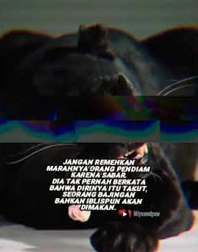 quotes panglima kumbang terbaru #macankumbang #macan