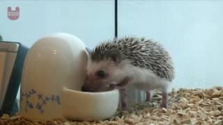 Japanese Hedgehog Cafe by Uzoo 10,510 views 7 years ago 59 seconds
