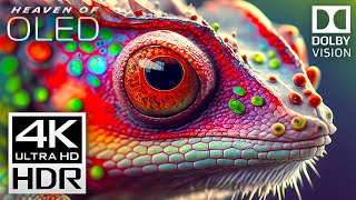 Download Lagu Hemelse 4K-video's - Dolby Vision 4K HDR 60 fps MP3 Download Lagu Hemelse 4K-video's - Dolby Vision 4K HDR 60 fps MP3