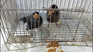 CRESTED MYNA BIRDS | BIRDS | PETS #viral #trending #viralvideo #animals #pets  #birds 