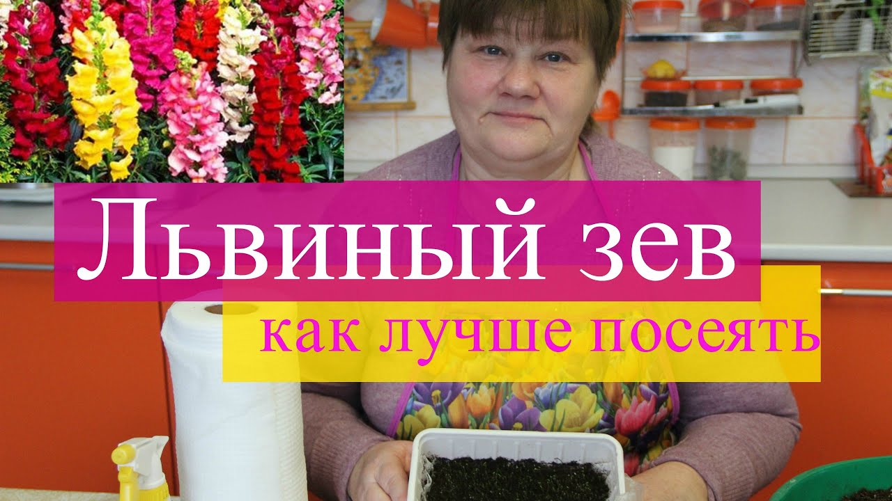 Львиный зев. Как лучше посеять, как правильно ухаживать.