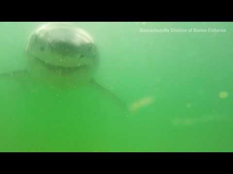 Great White Shark Tries To Take Bite Out of Underwater Camera