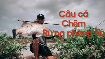 CÂU CÁ CHẼM RỪNG PHÒNG HỘ CÀ MAU. Chuyến đi 2 ngày cùng anh em.