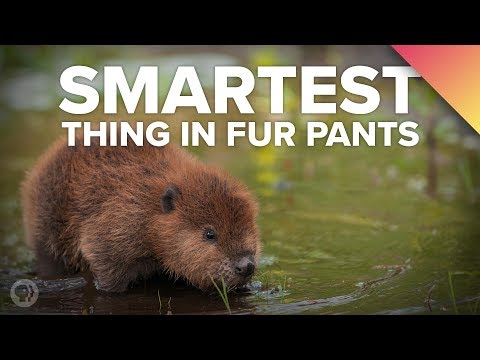 Why BEAVERS Are The Smartest Thing In Fur Pants