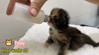 FUNNIEST Pet Bloopers. Motherless Kittens Are Growing Up Eating A Lot Of Baby Food  Funny And Cute.